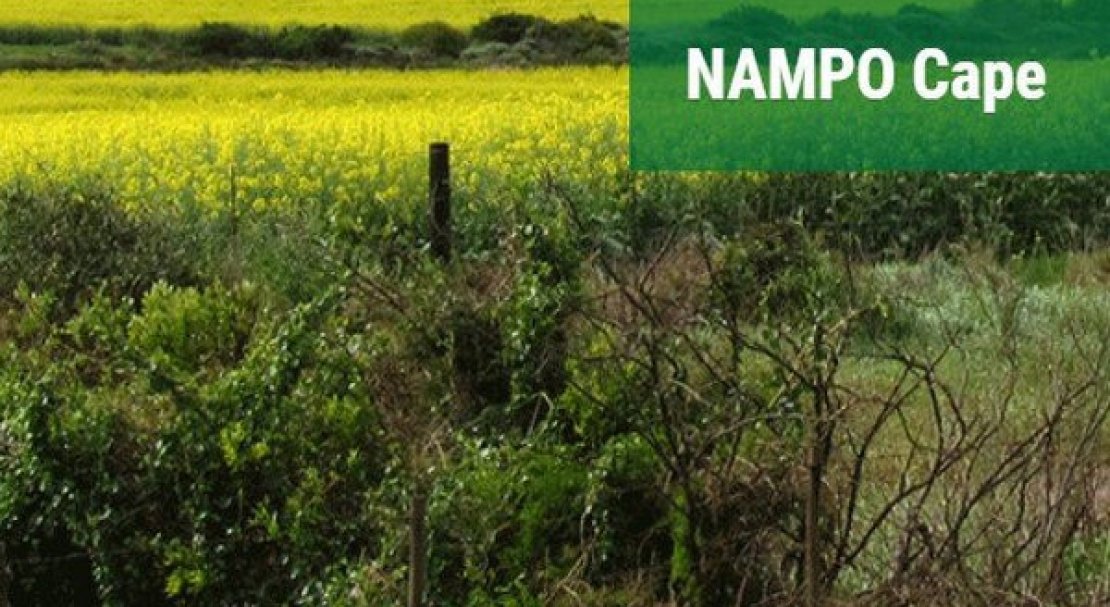 Nampo Cape 2020