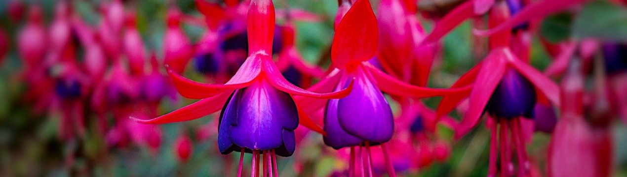 10 кращих рослин для прикрашання літньої тераси