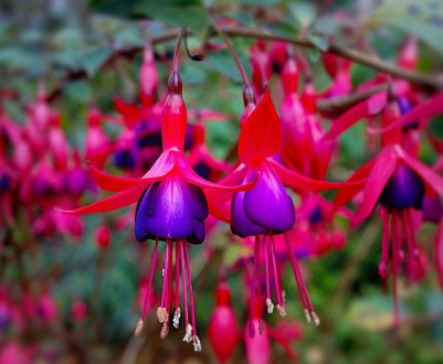 10 кращих рослин для прикрашання літньої тераси