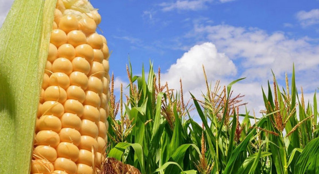 Агрономические перспективы производства сои и кукурузы в Украине