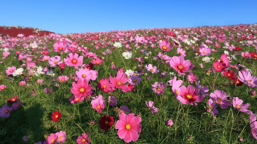 Створюються цвітучі луки полевого квіту