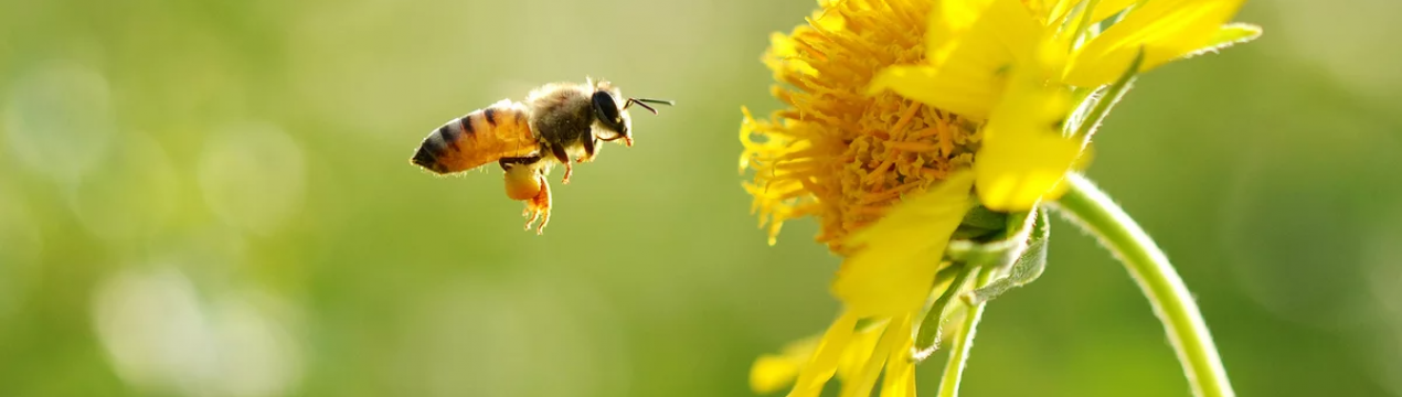 Перша бджільницька неправлетва організація Угорщини