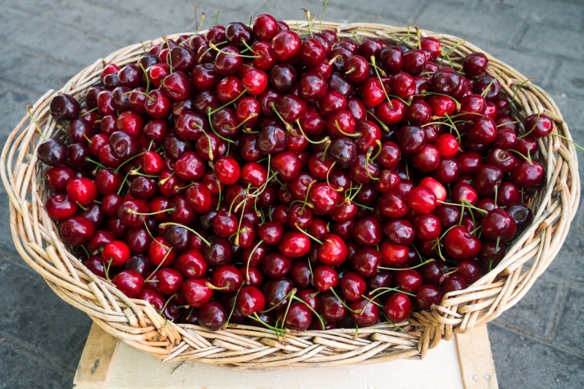 Вишня Вишня