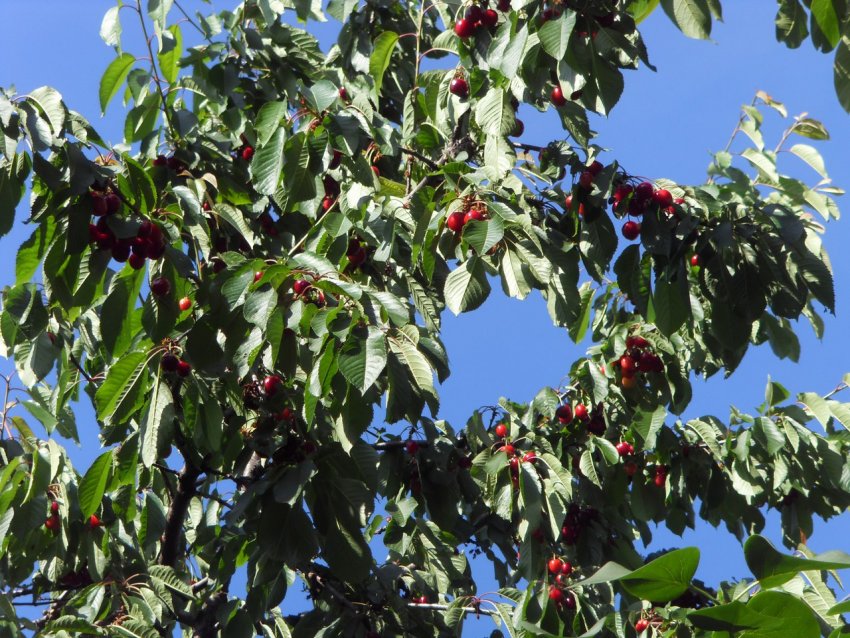 Дерево вишні, Дерево вишні,