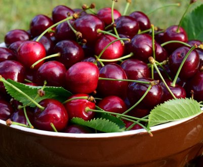 Мороз вплинув на кількість врожаю вишні в Баден-Вюртемберзі