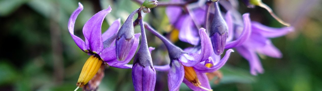 10 чудових трав'янистих ліан