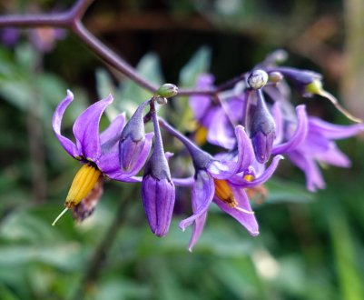 10 чудових трав'янистих ліан