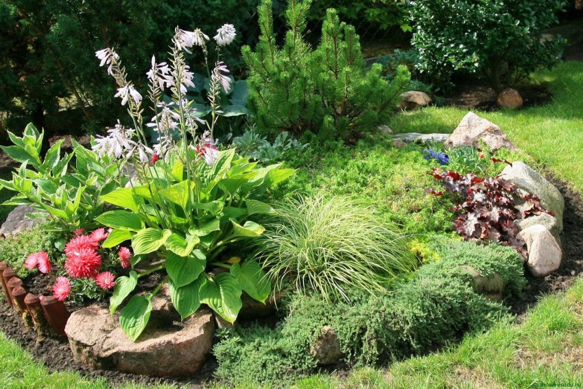 Хоста – королева будь-якої клумби