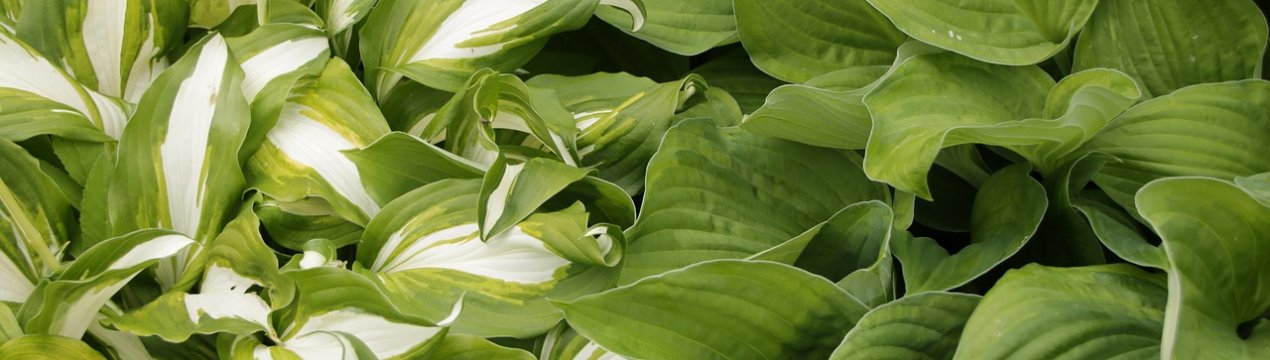 Як вдало розмістити господарство на ділянці