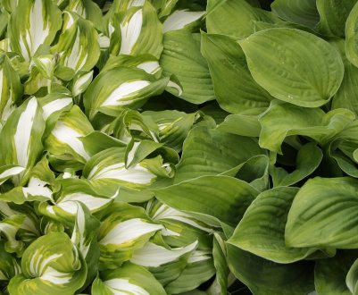 Як вдало розмістити господарство на ділянці