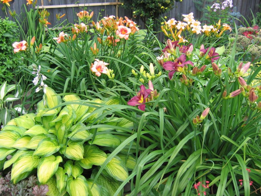 Хоста і лилійник