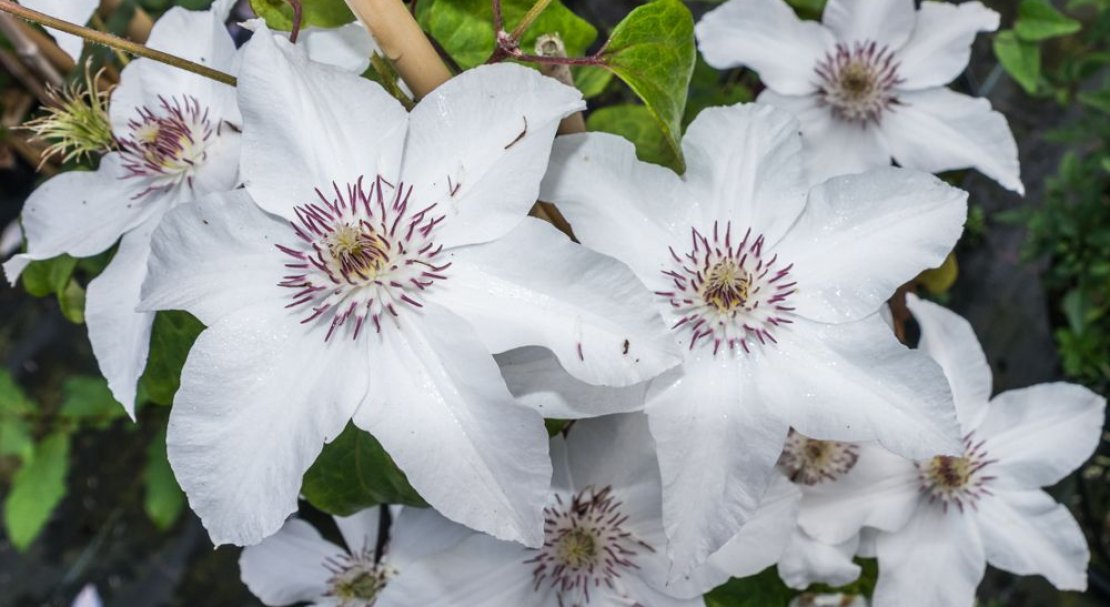 Клематис белый сорта фото. Клематис Bella. Клематис Clematis henryi.