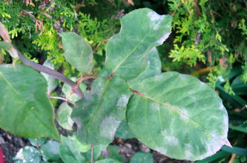 Борошниста роса на листі троянд