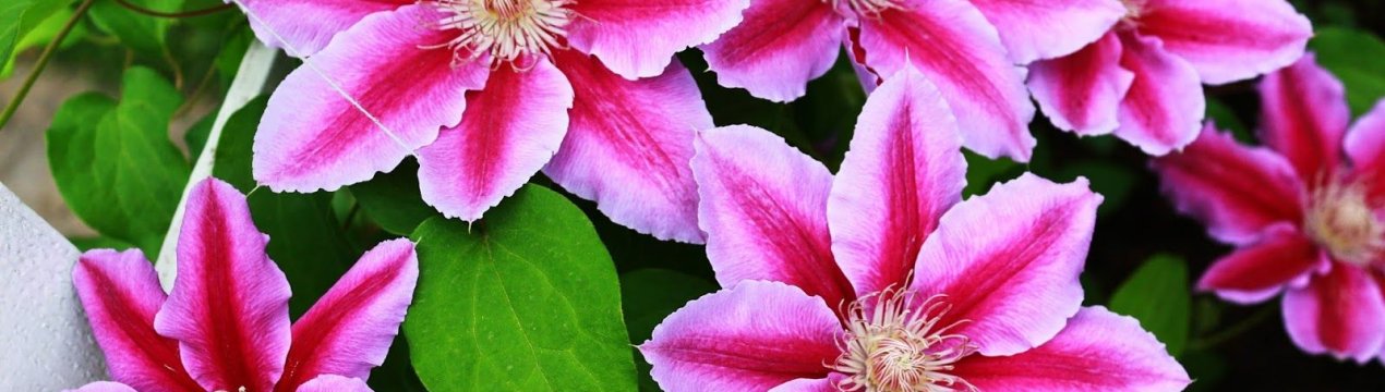 8 кращих сортів великоквіткових клематісів