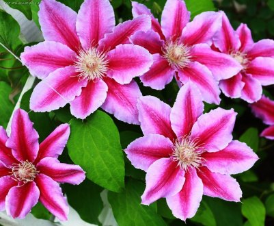 8 кращих сортів великоквіткових клематісів