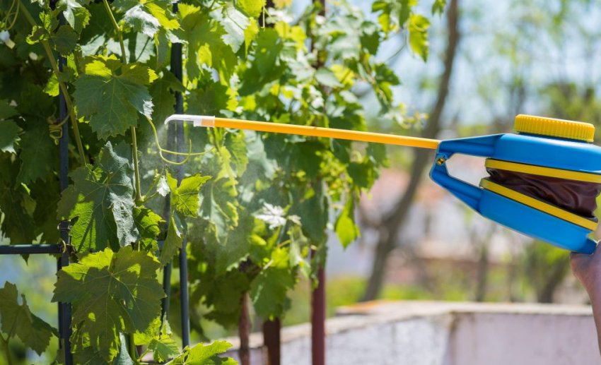 Обробка винограду від хвороб