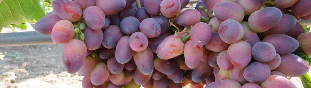 Виноград Байконур Сорта Фото Отзывы
