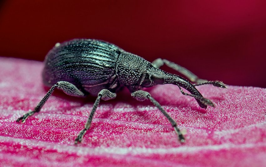 Малиновий довгоносик