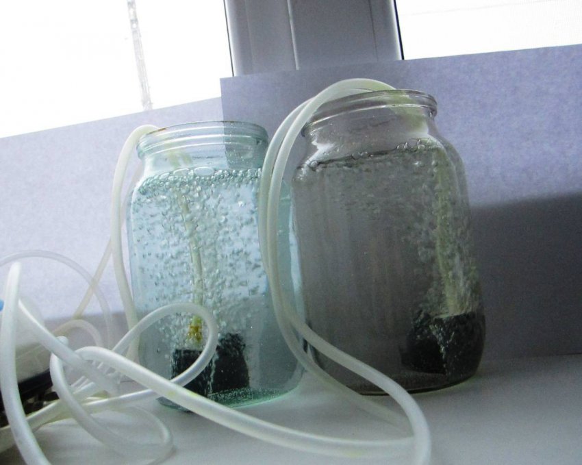 Замочування насіння в банці з увімкненим компресором для акваріумів Замочування насіння в банці з увімкненим компресором для акваріумів