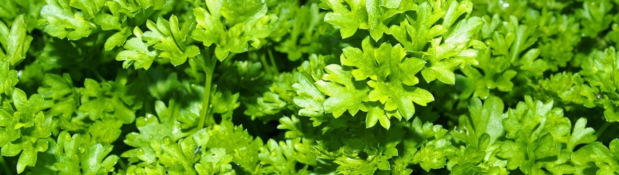 5 способів прискорити пророщування насіння парасолькових культур