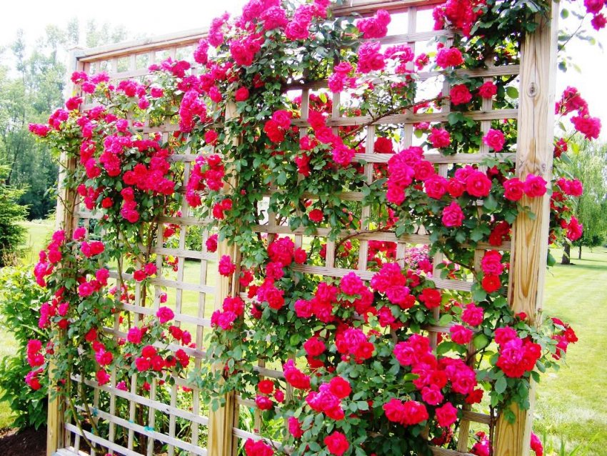 Шпалери для роз