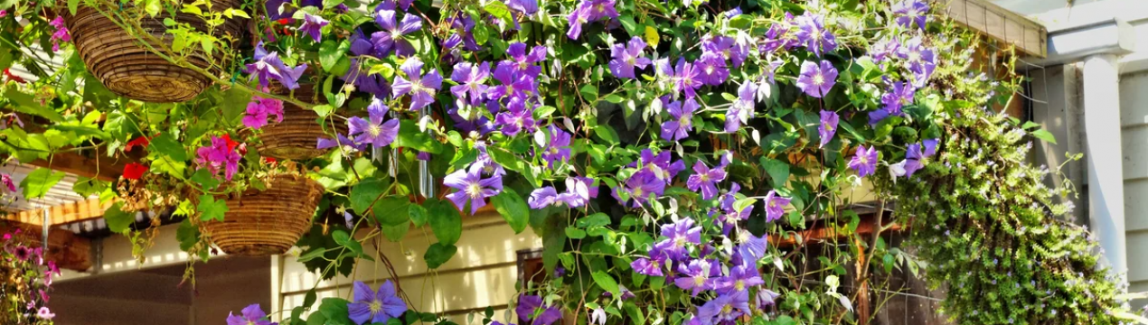 Вибір найкращої опори для рослин з лозою: тимчасові, постійні, металеві чи дерев'яні