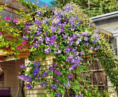 Вибір найкращої опори для рослин з лозою: тимчасові, постійні, металеві чи дерев'яні