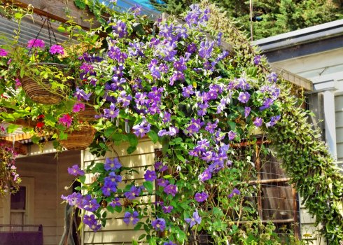 Выбор лучшей опоры для вьющихся растений: временные, постоянные, металлические или деревянные