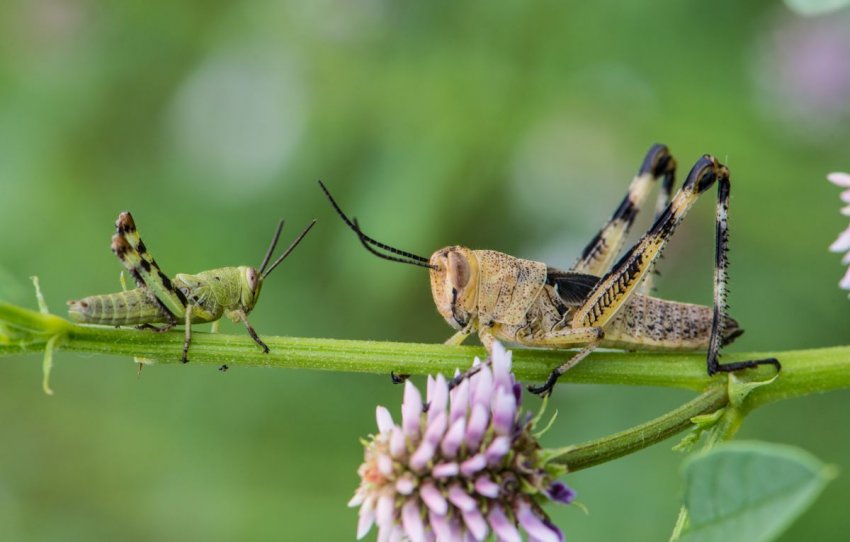 Саранча Саранча