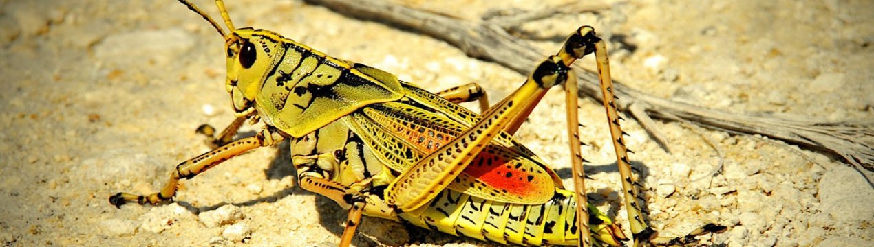 Рої саран утворюють загрозу урожаю в Непалі