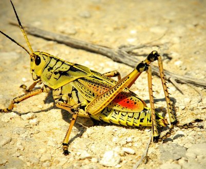 Рої саран утворюють загрозу урожаю в Непалі