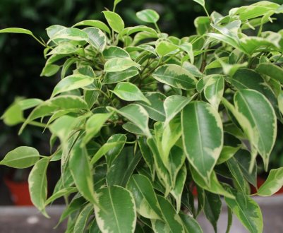 Що робити, якщо у фікуса жовтіє листя?