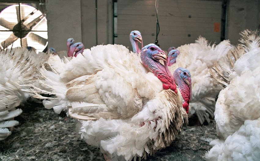 Після закриття бойні Віценгоф знайшов альтернативи Після закриття бойні Віценгоф знайшов альтернативи