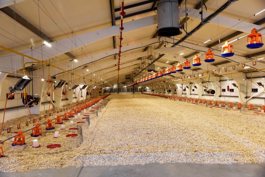 М'ясокомбінат в Ґестланде був повністю закритий М'ясокомбінат в Ґестланде був повністю закритий