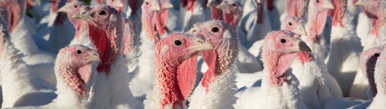 Після закриття бойні у Візенгофі знайшли альтернативи