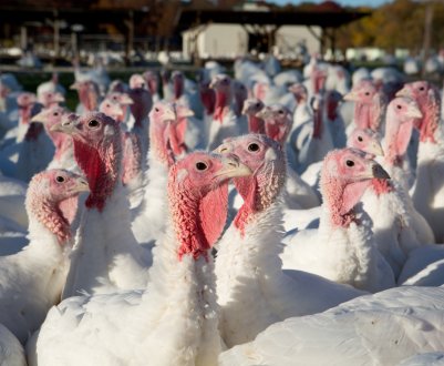 Після закриття бойні у Візенгофі знайшли альтернативи