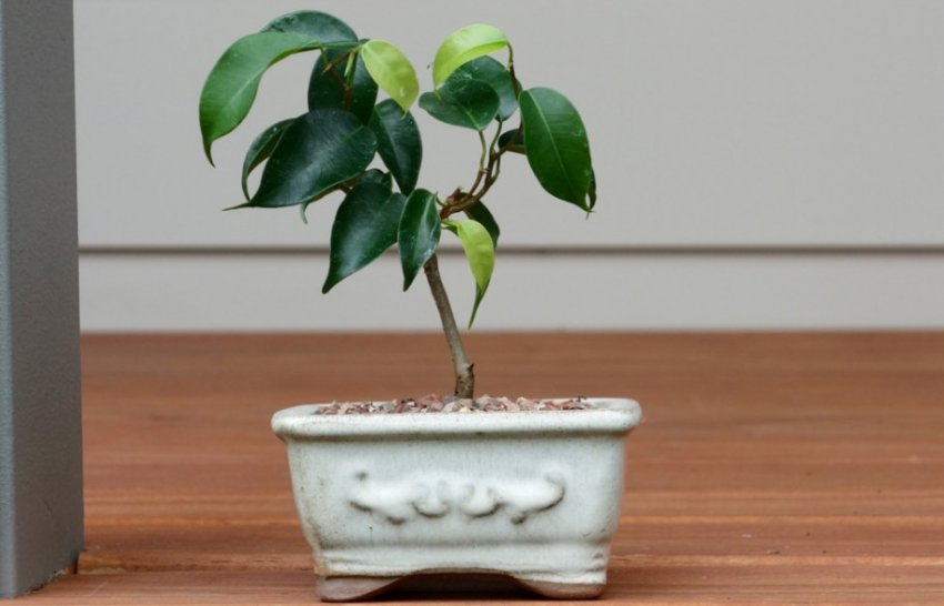 Фікус Фікус