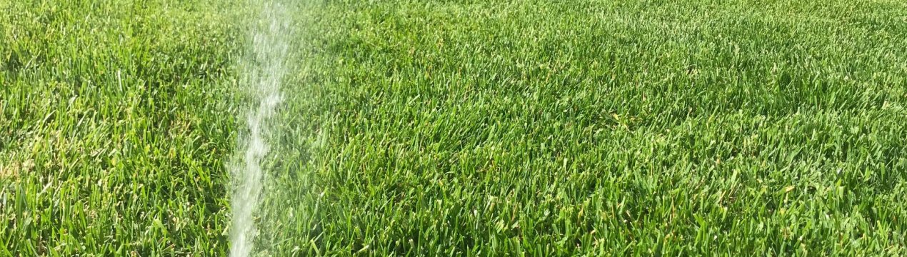 Газонна трава, яка знищує бур'яни