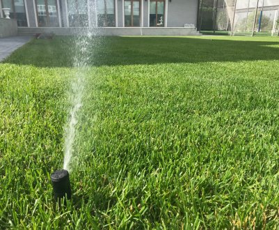 Газонна трава, яка знищує бур'яни