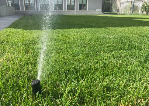 Газонна трава, яка знищує бур'яни