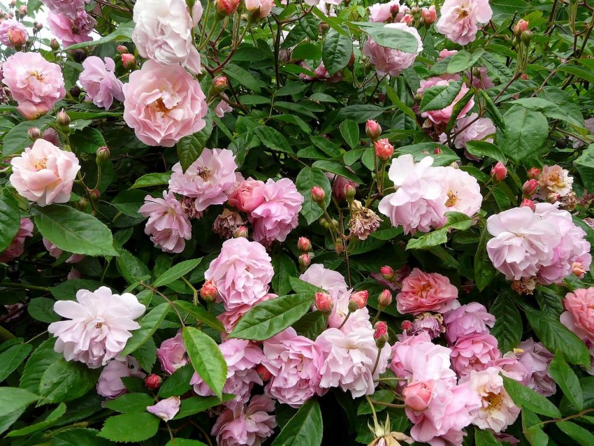 Роза Корнелія Роза Корнелія