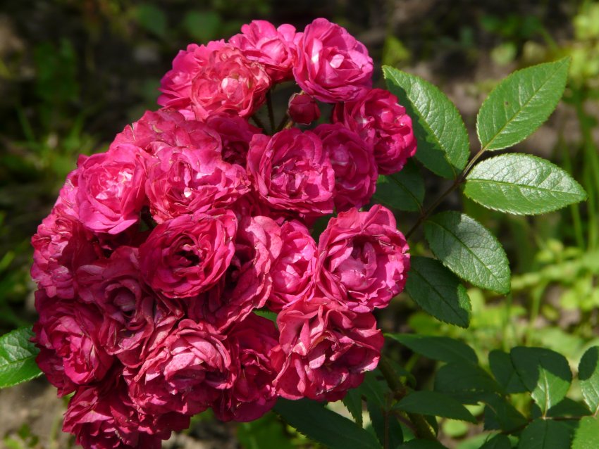 Роза Дінкі Роза Дінкі