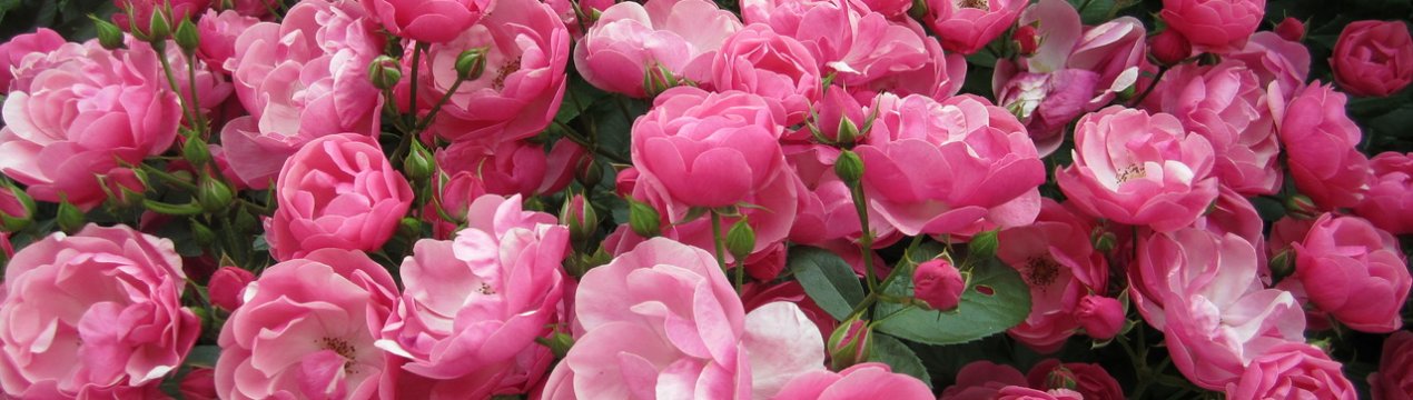 Мускусні троянди: 6 кращих сортів з обильним цвітінням