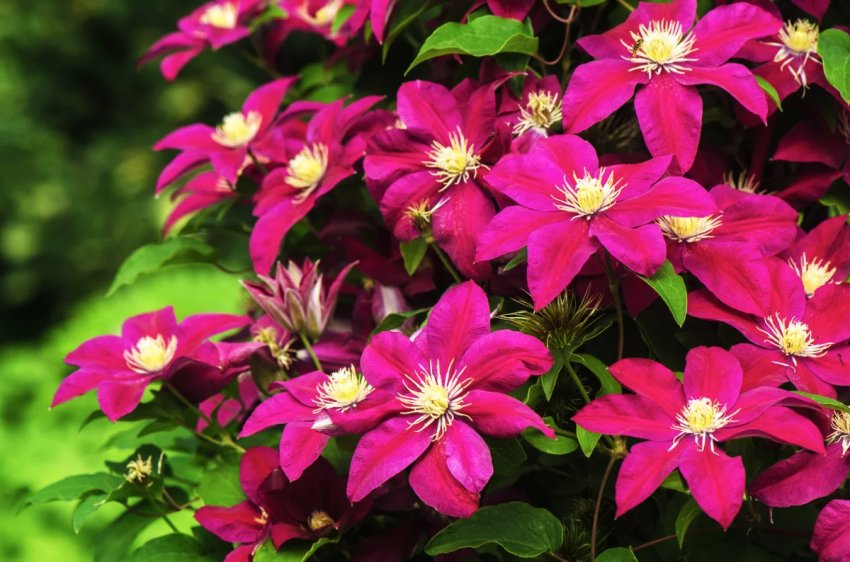 Клематис Клематис