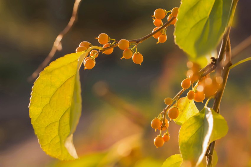 Древогубец Древогубец