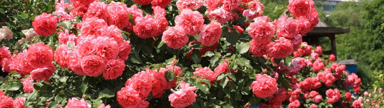 Вьюни – рослини для вертикального зеленого озеленення