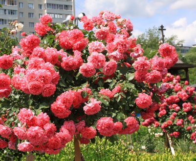 Вьюни – рослини для вертикального зеленого озеленення