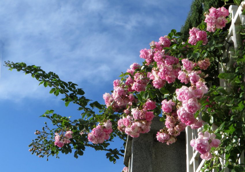 Ліани - рослини для вертикального озеленення Ліани - рослини для вертикального озеленення