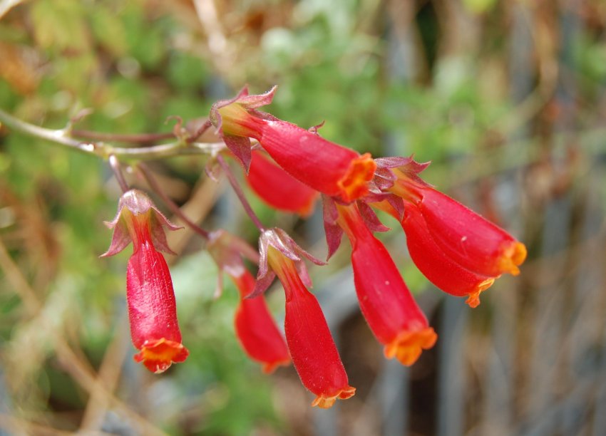 Вислоплідник Вислоплідник