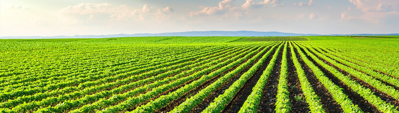 Площі під посів картофеля в Айдахо найнижчі з 1998 року